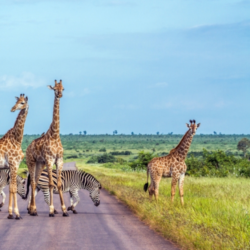 Private Game Reserve
