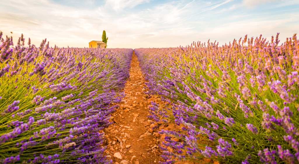 Provence (La Joliette), France