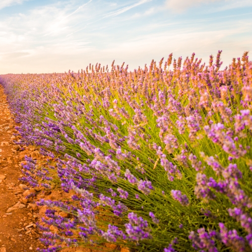 Provence (La Joliette), France