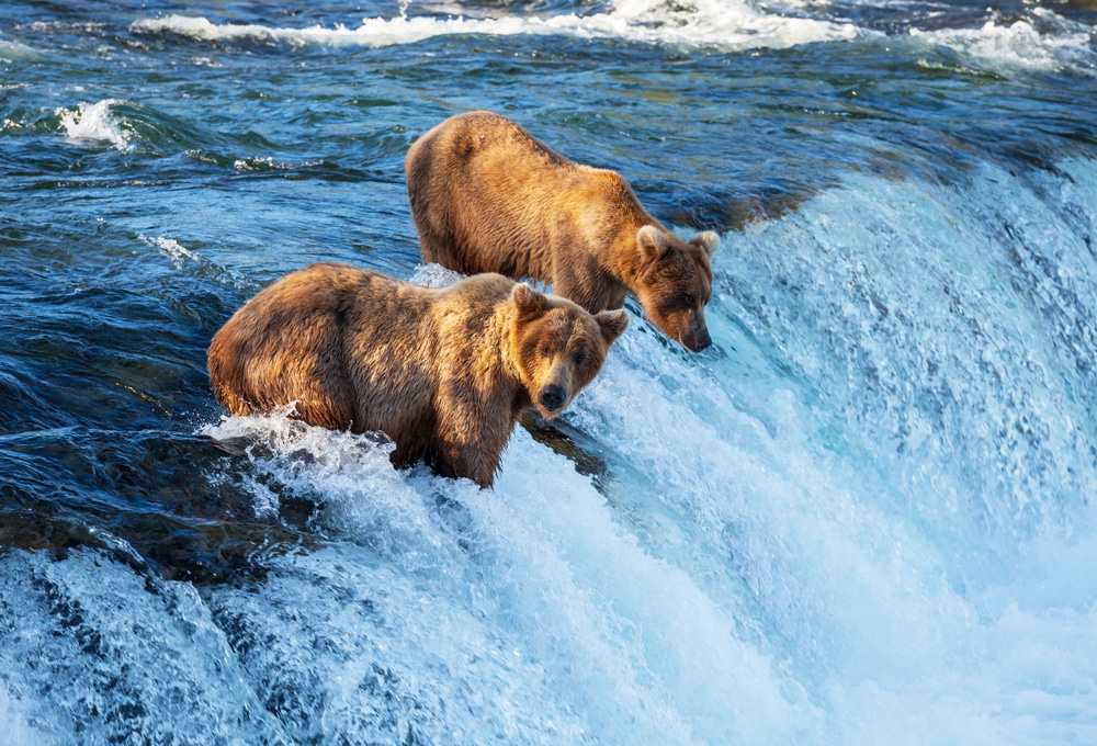 Brown,Bear,On,Alaska